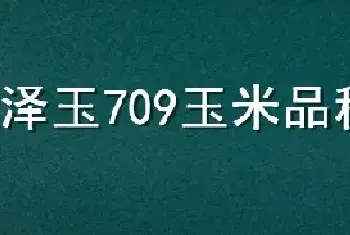 泽玉709玉米品种介绍