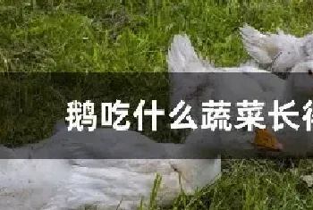 鹅吃什么蔬菜长得快