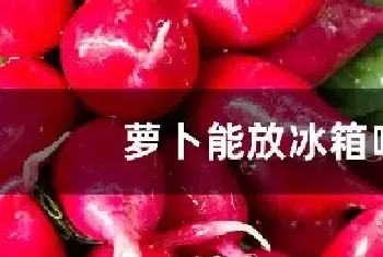 萝卜菜能放冰箱吗