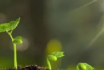 植物怎么施肥