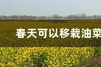 春天可以移栽油菜苗吗