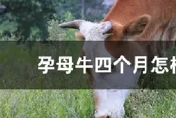 孕母牛四个月怎样看