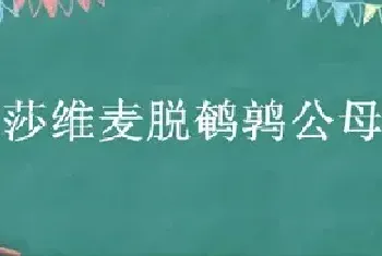 白化莎维麦脱鹌鹑公母区分