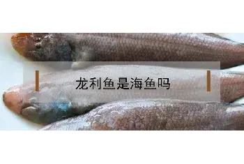 龙利鱼是海鱼吗