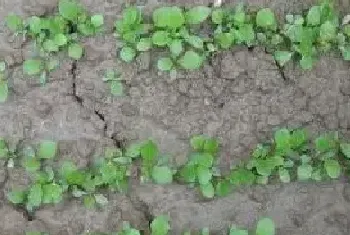 蒲公英如何种 蒲公英的种植方法