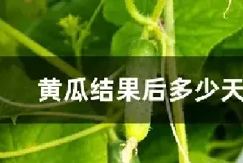 黄瓜结果后多少天成熟