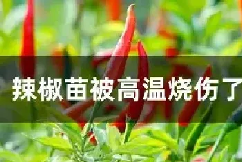 辣椒苗被高温烧伤了怎么办