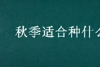 秋季适合种什么花