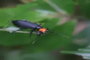 橡皮虫用什么农药