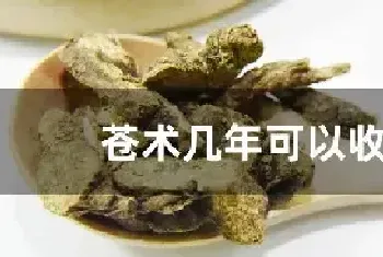 苍术几年可以收获