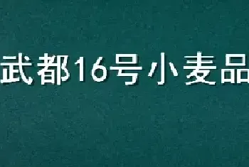 武都16号小麦品种介绍