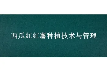 西瓜红红薯种植技术与管理