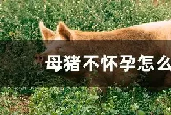 母猪不怀孕怎么办