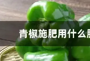 青椒施肥用什么肥料