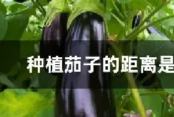 种植茄子的距离是多少