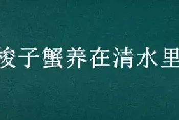 梭子蟹养在清水里会死吗