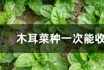 木耳菜种一次能收几年