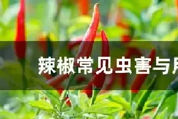 辣椒常见虫害与用药