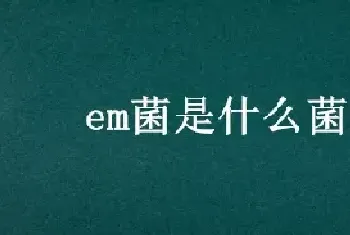 em菌是什么菌种