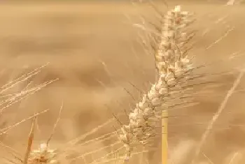 润垚626小麦品种