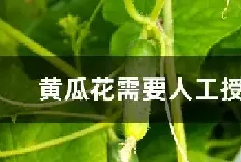 黄瓜花需要人工授粉吗