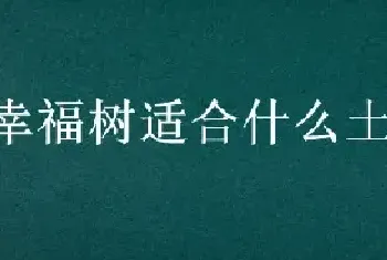 幸福树适合什么土壤生长