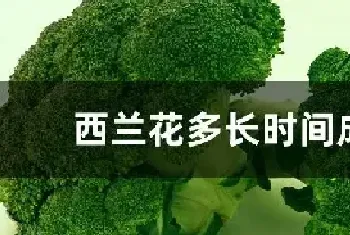 西兰花多长时间成熟