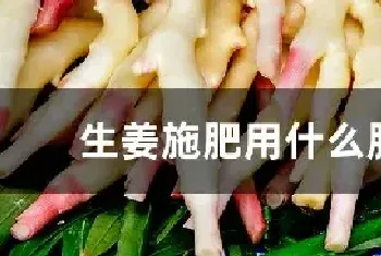 生姜施肥用什么肥料