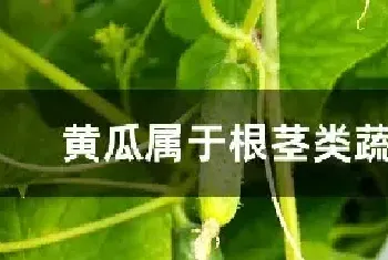 黄瓜属于根茎类蔬菜吗