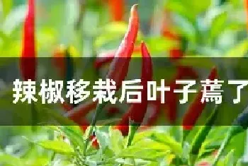 辣椒移栽后叶子蔫了怎么办