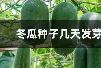 冬瓜种子几天发芽出土