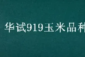 华试919玉米品种简介