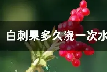 白刺果多久浇一次水比较好