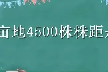 一亩地种植4500株株距是多少？