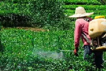 油菜田封闭除草剂有哪些