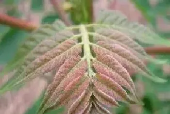 种植香椿赚钱吗,种植每亩利润多少?