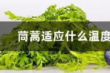 茼蒿适应什么温度播种