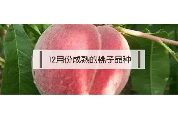 12月份成熟的桃子品种