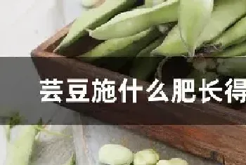 芸豆施什么肥长得最好