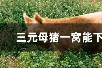 三元母猪一窝能下多少