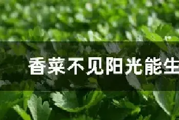 香菜不见阳光能生长吗