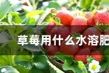 草莓用什么水溶肥最好