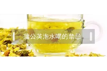 蒲公英泡水喝的禁忌