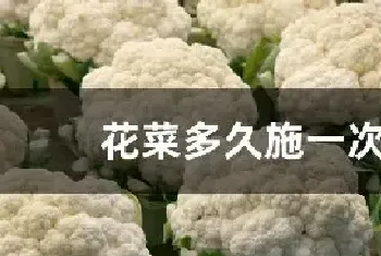 花菜多久施一次肥