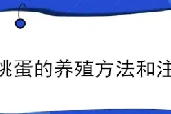 桃蛋的养殖方法和注意事项