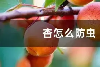 杏怎么防虫