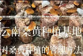 云南桑黄种植基地对桑黄种植的管理方法