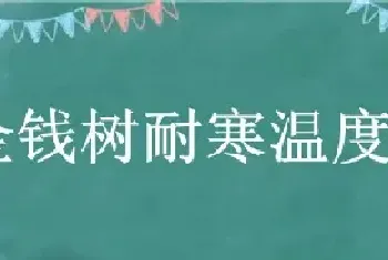 金钱树耐寒温度是多少