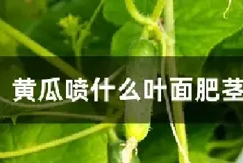 黄瓜喷什么叶面肥茎杆粗壮