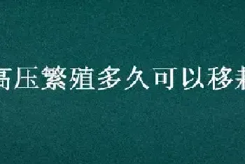 高压繁殖多久可以移栽